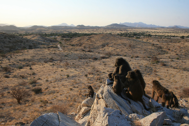 Ecologie et socialité chez les babouins chacma