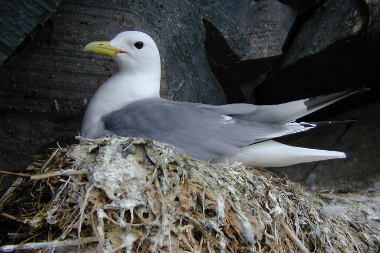 Mouette tridactyle