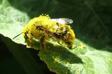 Communautés d'insectes pollinisateurs